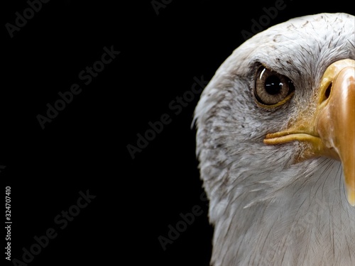 Closeup of a bald eagle under the lights against a black background