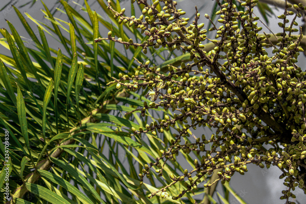 A blurry abstract background view of green leaves that grow up the streets or in the park, for a refreshing view during the day A blurry abstract background view of green leaves that grow up the streets or in the park, for a refreshing view during the day