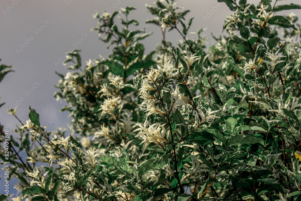 A blurry abstract background view of green leaves that grow up the streets or in the park, for a refreshing view during the day A blurry abstract background view of green leaves that grow up the streets or in the park, for a refreshing view during the day