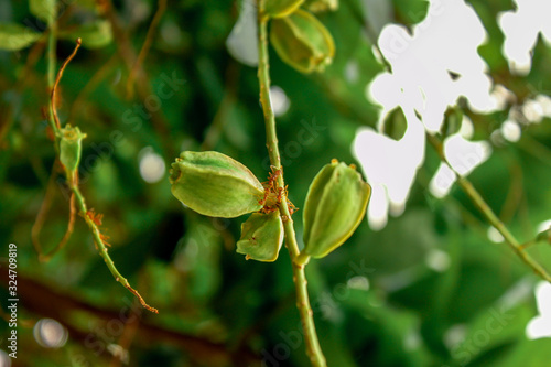 A blurry abstract background view of green leaves that grow up the streets or in the park, for a refreshing view during the day