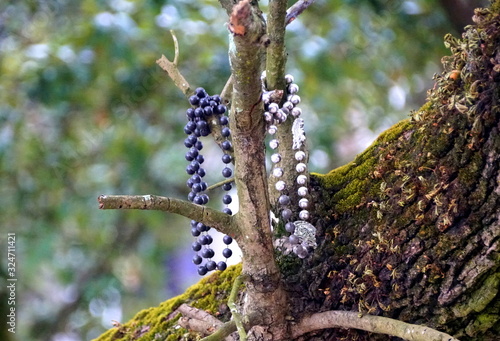Canvastavla Colorful beads on the trees along the street in New Orleans, Louisiana, U