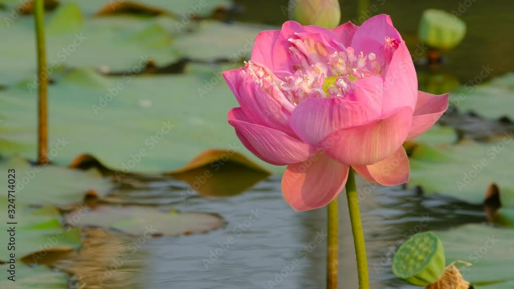 Pink lotus flower blooming in the morning sun . Pink lotus flower blooming in the morning sun .