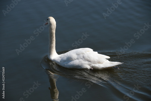 swan on the lake