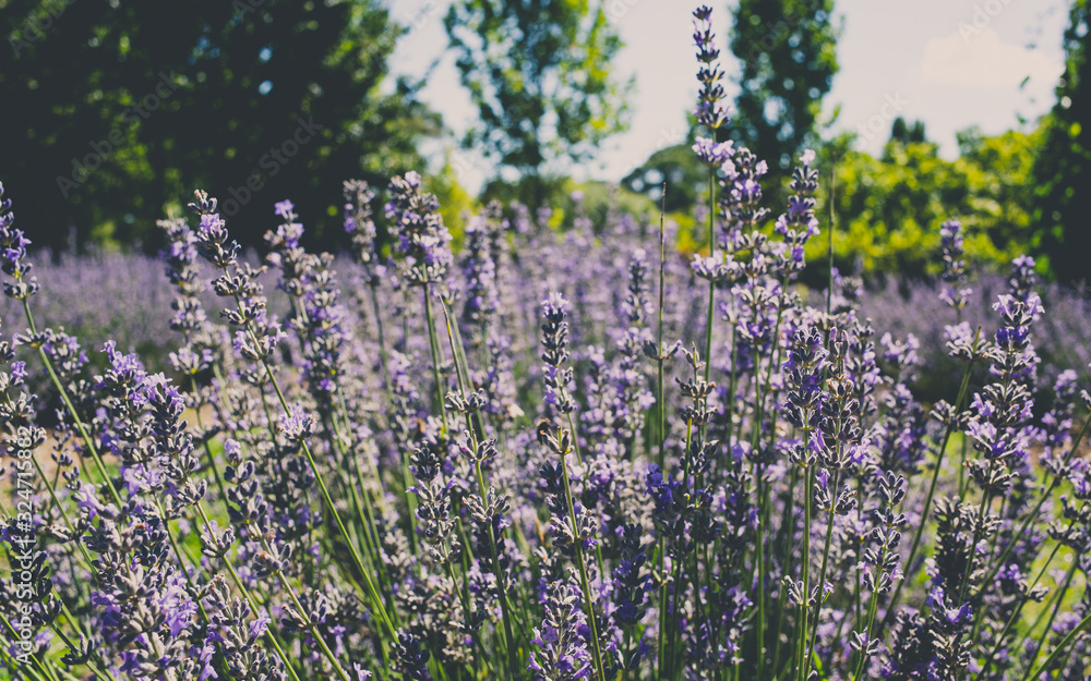 Naklejka premium field of purple flowers
