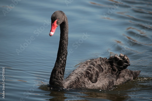 Fototapeta Naklejka Na Ścianę i Meble -  Black swan in lake