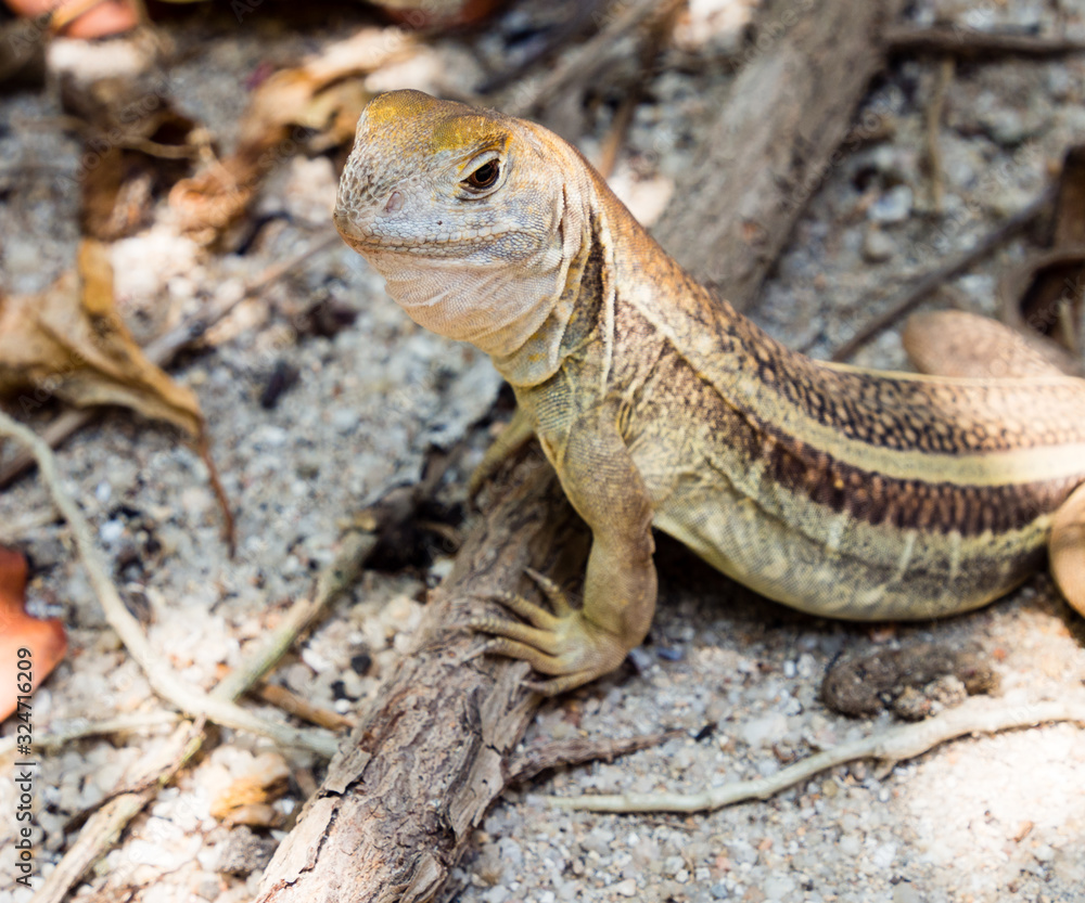Fototapeta premium Butterfly lizard on a beach in Vietnam