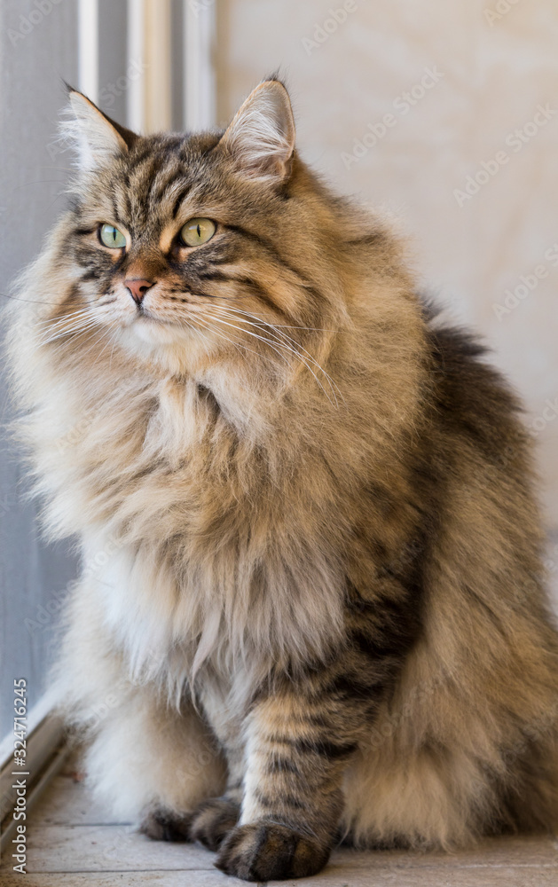 Long haired cat in relax outdoor. Hypoallergenic pet, siberian purebred Long haired cat in relax outdoor. Hypoallergenic pet, siberian purebred