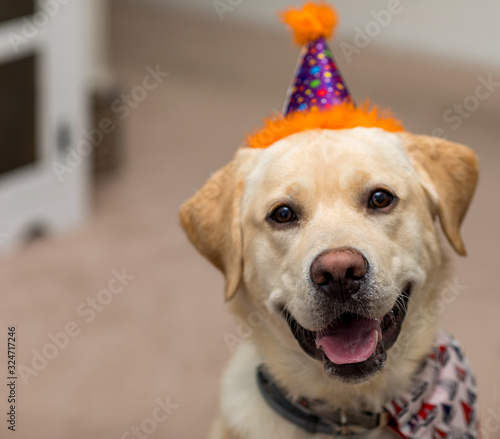 Photography Yellow Labrador