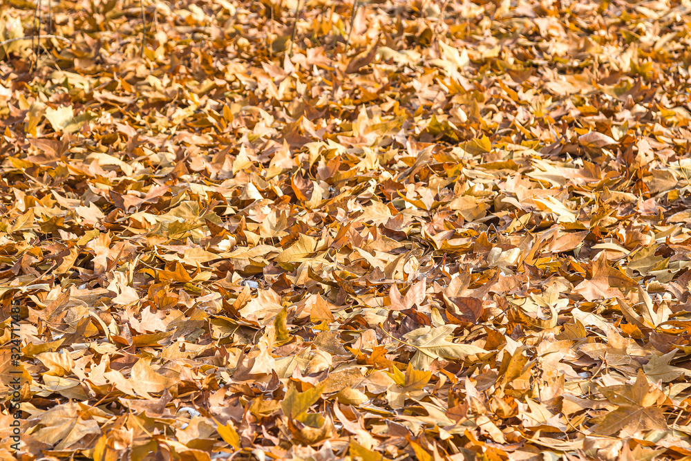 Autumn leaves with a plane tree on snow