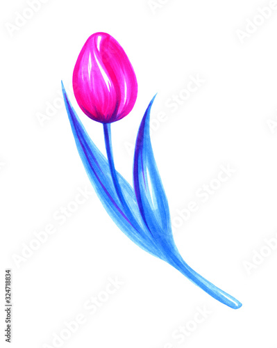 Stylish, bright illustration of a Tulip, drawn with a marker isolated on a white background, used in the design of postcards packaging and labels of cosmetics, as a print on fabric, beauty salon.