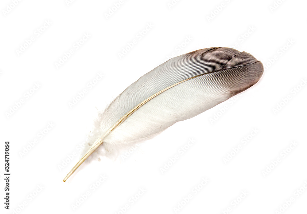 Bird feather isolated on white background Bird feather isolated on white background