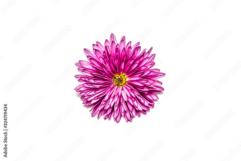 Autumn chrysanthemum flowers on a white background with free place for text.