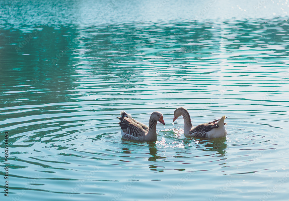 Naklejka premium two ducks in the water