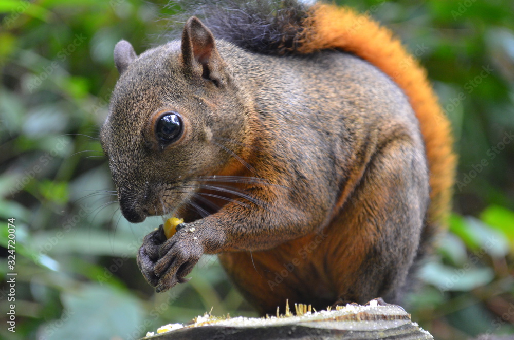 Ardilla Ardilla
