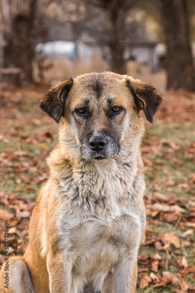 Dog in the autumn park in nature. Portrait. Dog in the autumn park in nature. Portrait.