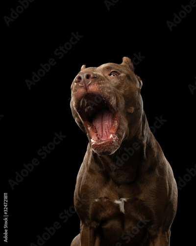 Tableau sur toile funny muzzle dog on a dark background
