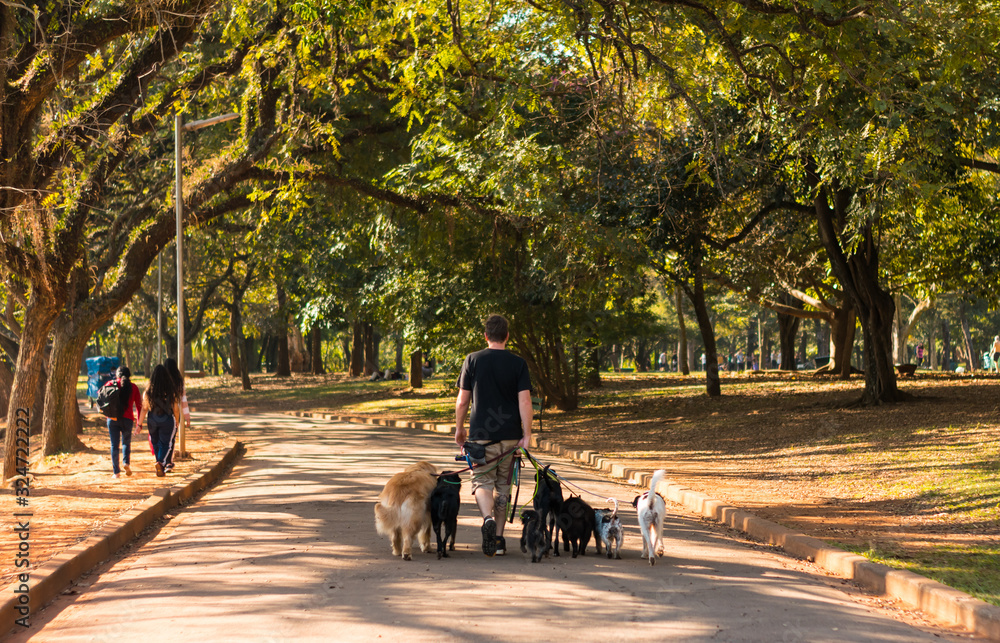 Naklejka premium MAN WALKING WITH HIS DOGS
