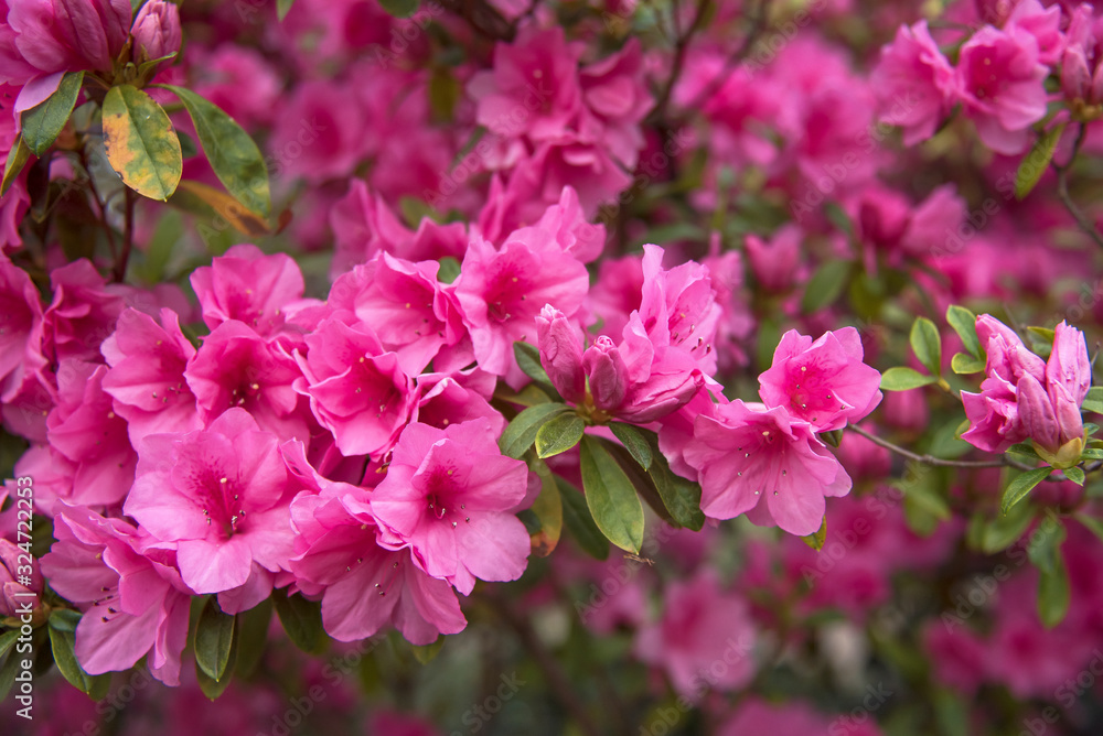 Pink azaleas in full bloom during springtime Pink azaleas in full bloom during springtime