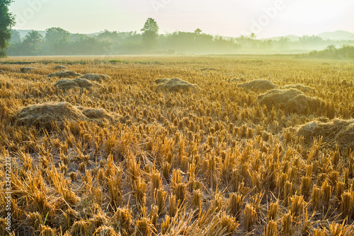 Rice stump in after paddy field harvest season at Thailand