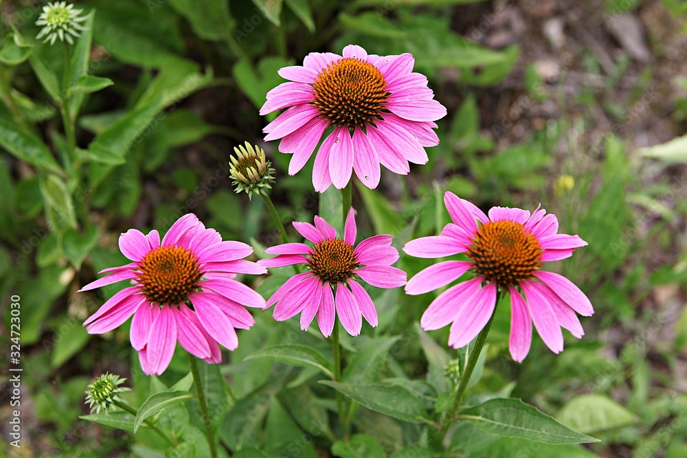 Obraz premium 인천대공원에서찍은꽃입니다