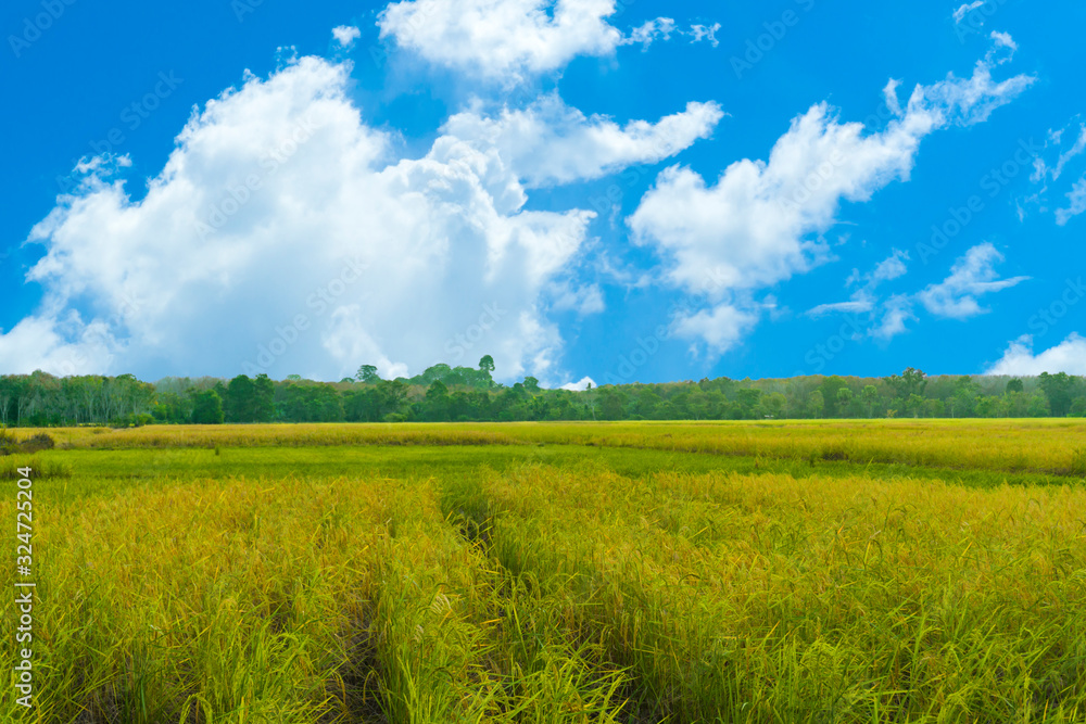 Rice field and blue sky background at sunset time, landscape photography. Rice field and blue sky background at sunset time, landscape photography.
