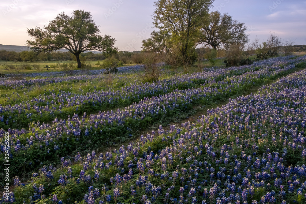 Texas bluebonnets field at dawn