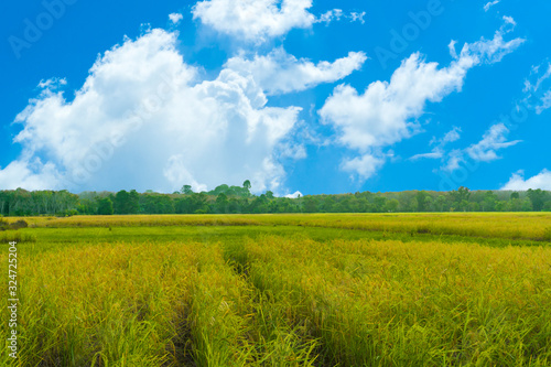 Rice field and blue sky background at sunset time, landscape photography.