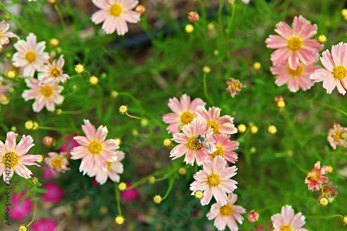 Fototapeta Naklejka Na Ścianę i Meble -  인천대공원에서찍은꽃입니다