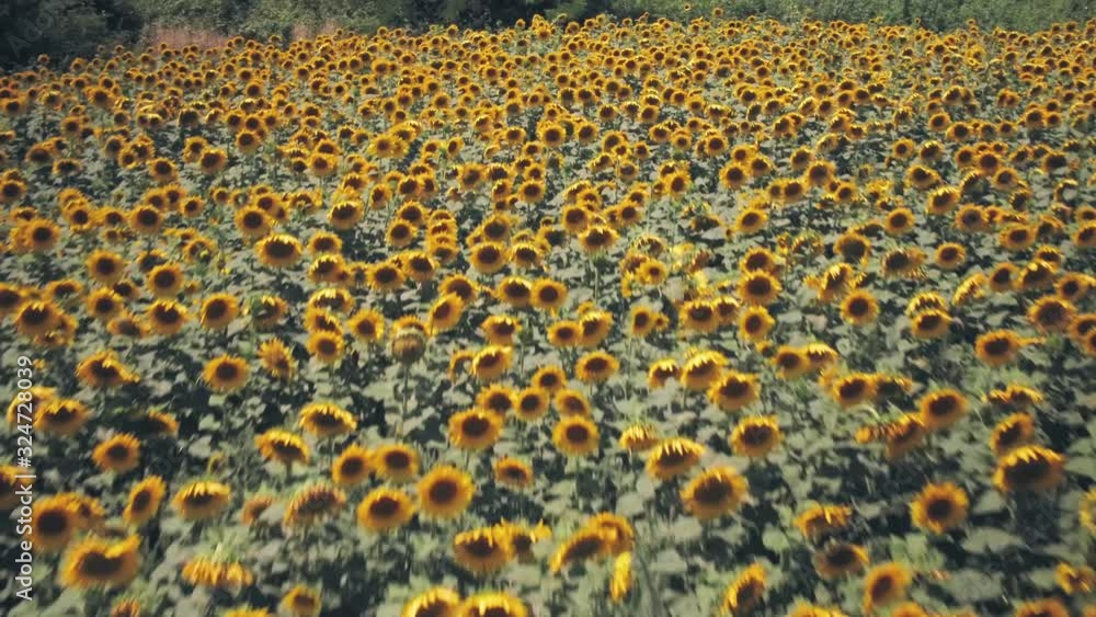 Rows of sunflowers in a field in Spring sunshine. Aerial drone view Rows of sunflowers in a field in Spring sunshine. Aerial drone view