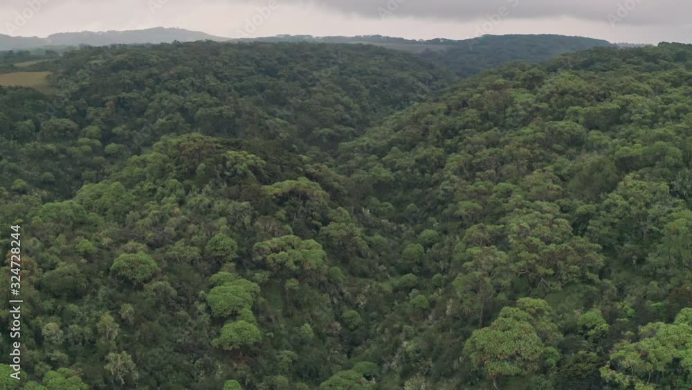 Drone flying through rainforest canopy in Aberdare National Park, Kenya, Africa. Aerial view Drone flying through rainforest canopy in Aberdare National Park, Kenya, Africa. Aerial view