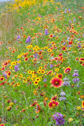 Texas wildflowers bursting in blooms on roadside