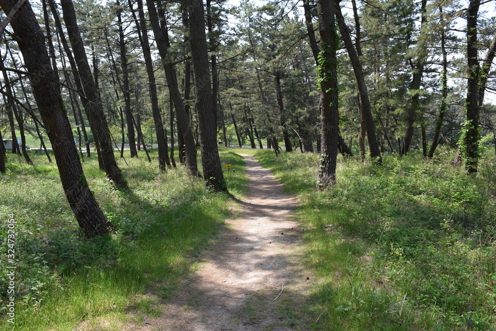 Fototapeta premium 林道 新緑 遊歩道