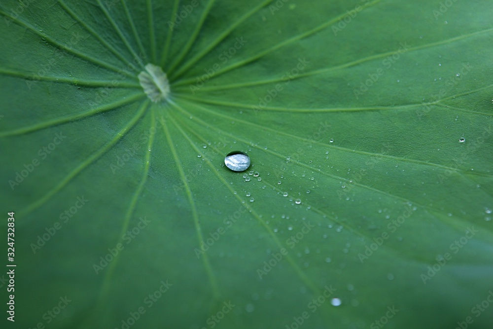 안산관곡지입니다 안산관곡지입니다