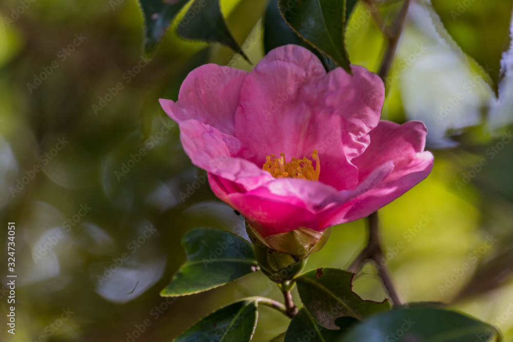 Camellia in botanical garden of Tokyo Camellia in botanical garden of Tokyo