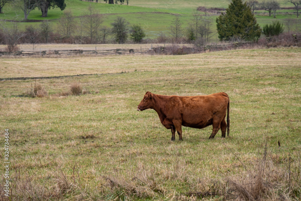 one big brown cow standing in the middle of the farm land leaking its nose with its tongue 