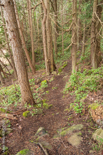 rough downhill path in the forest with tall trees on both sides