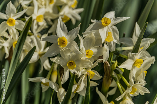 Flowers of the narcissus