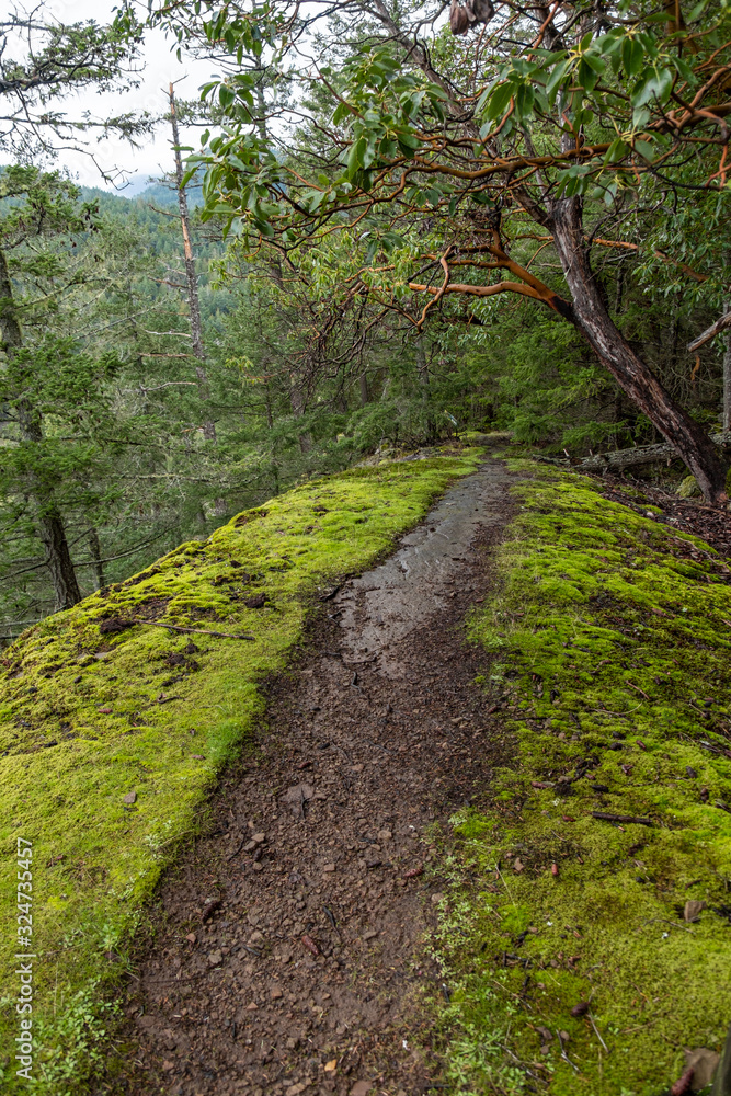 muddy path in the middle of green grass field on the mountain lead into the forest on a cloudy day