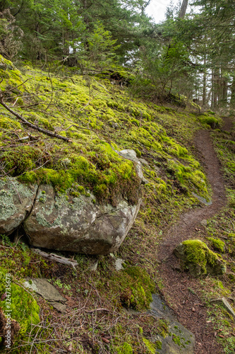 rough trail inside forest passing through green mosses covered rocks and ground