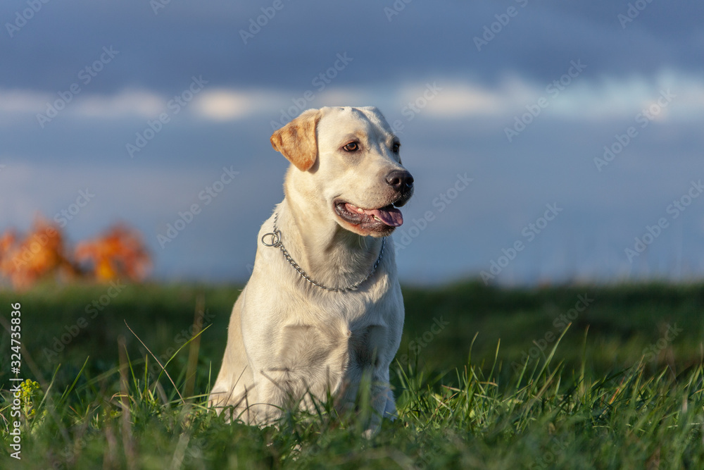 labrador retriever dog