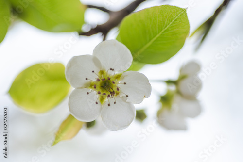 White bradford pear in full bloom 