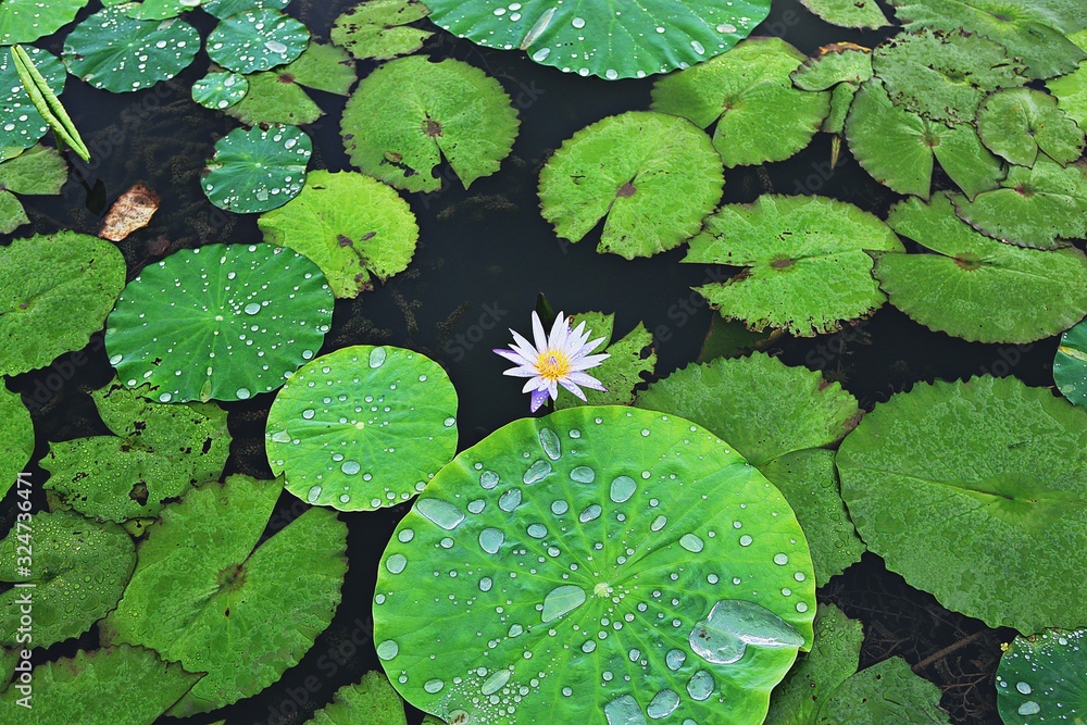 안산관곡지입니다