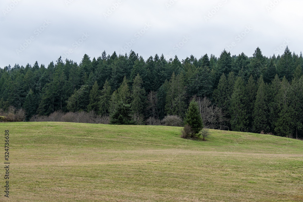 Fototapeta premium one pine tree on a vast green field with dense pine tree forest behind on an over cast day