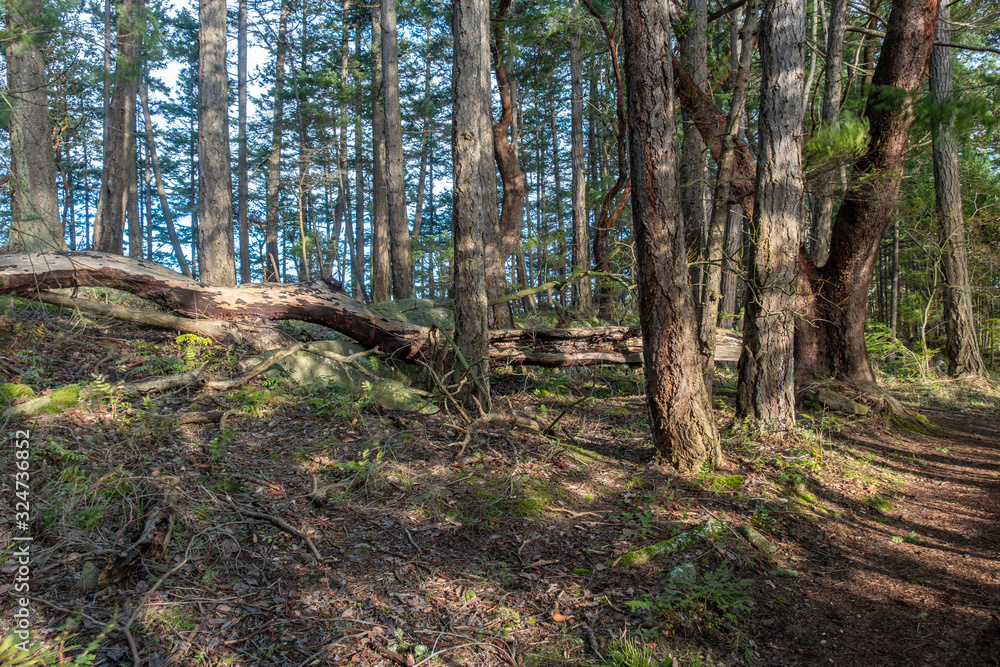 well paved walk way in the park with tall trees on both sides under the light of setting sun well paved walk way in the park with tall trees on both sides under the light of setting sun