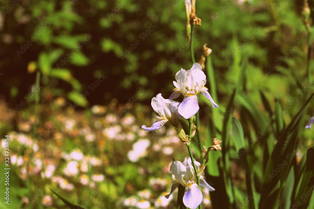 Iris flowers in the summer garden on a sunny day. Retro style toned Iris flowers in the summer garden on a sunny day. Retro style toned
