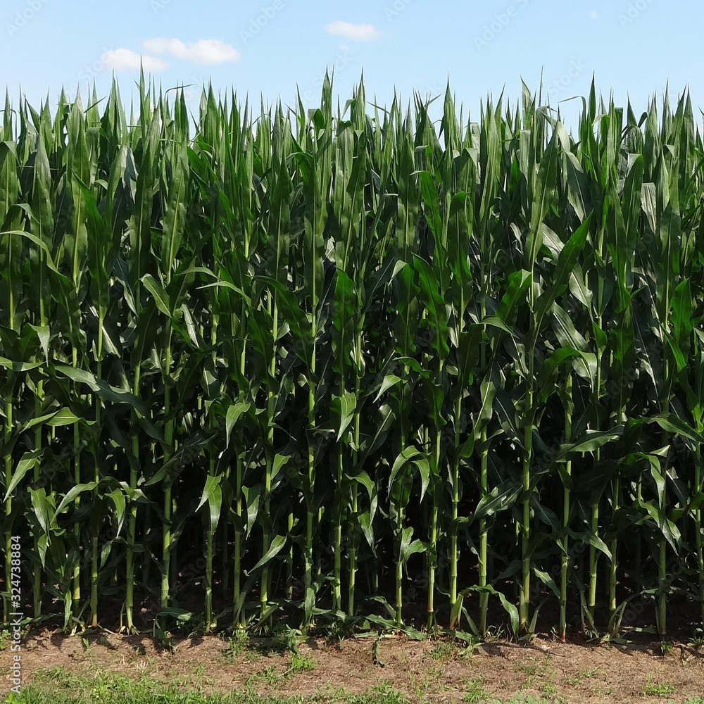 Obraz premium Corn Field Background