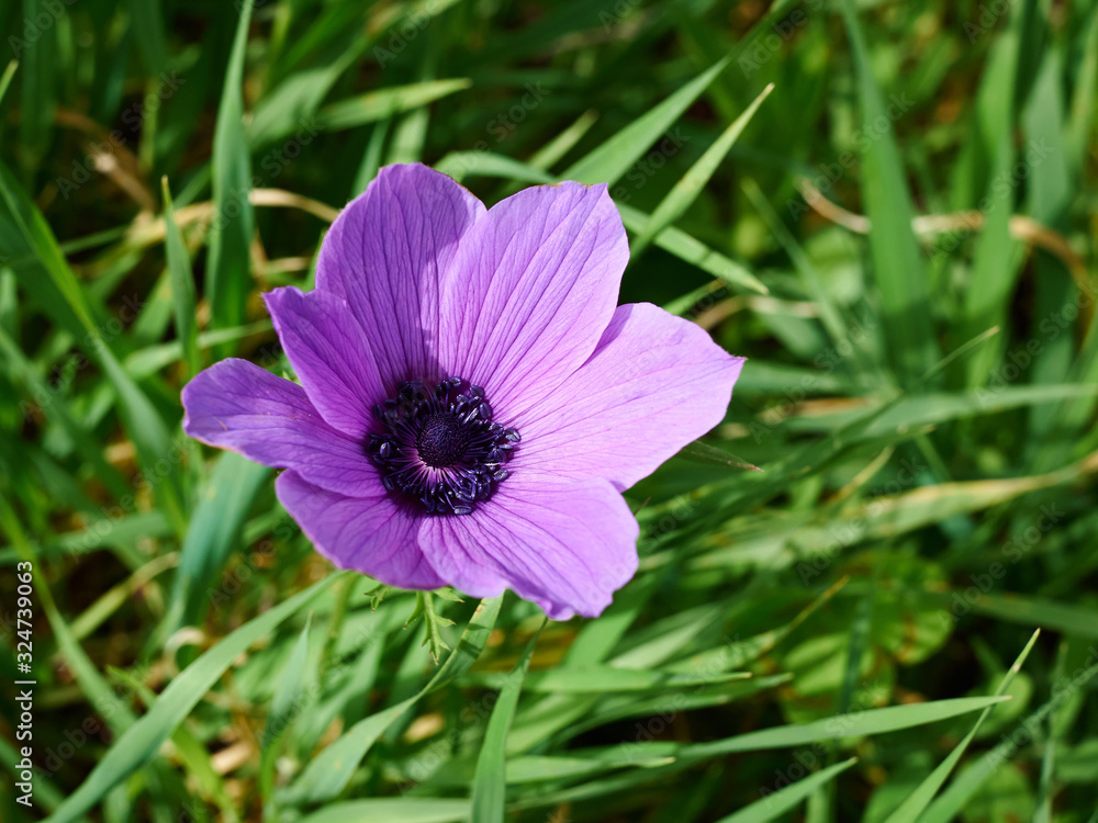 Fototapeta premium Closeup of a beautiful purple violet Poppy flower