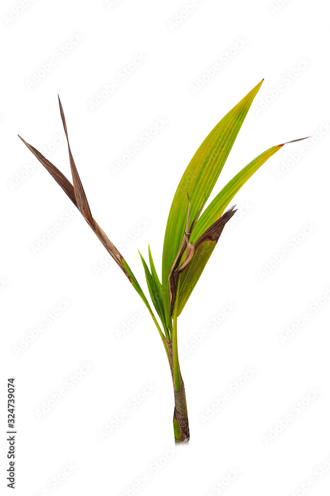 Obraz premium Coconut tree seedling isolated on white background