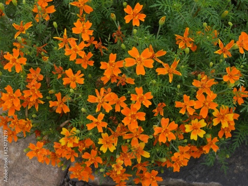Natural arrangement of orange marigold flowers in a garden