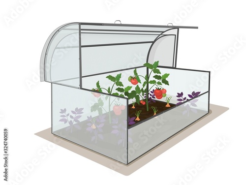 Garden open greenhouse with a crop of tomatoes. Growing vegetables and berries in the garden. Isolated object on a white background